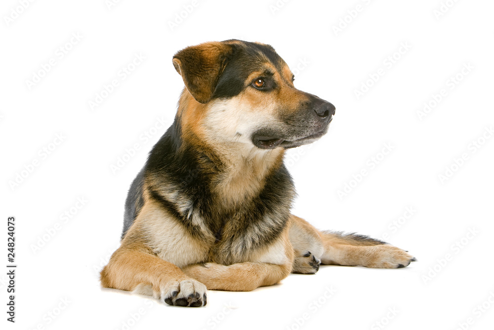 mixed breed dog (shepherd,husky,rottweiler) looking away