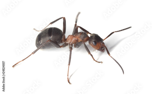 Horse ant islolated on white background