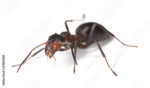 Horse ant isolated on white background. © Henrik Larsson