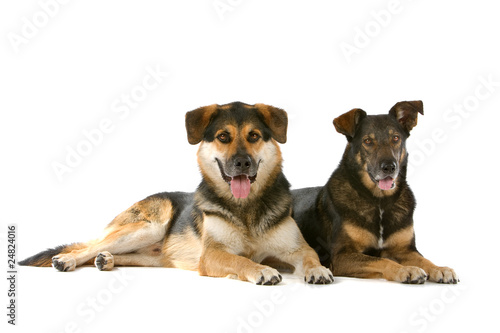 Photography two mixed breed dogs lying down, isolated on a white background