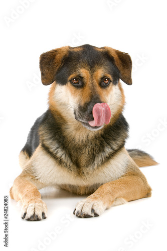 mixed breed dog  shepherd husky rottweiler  sticking out tongue