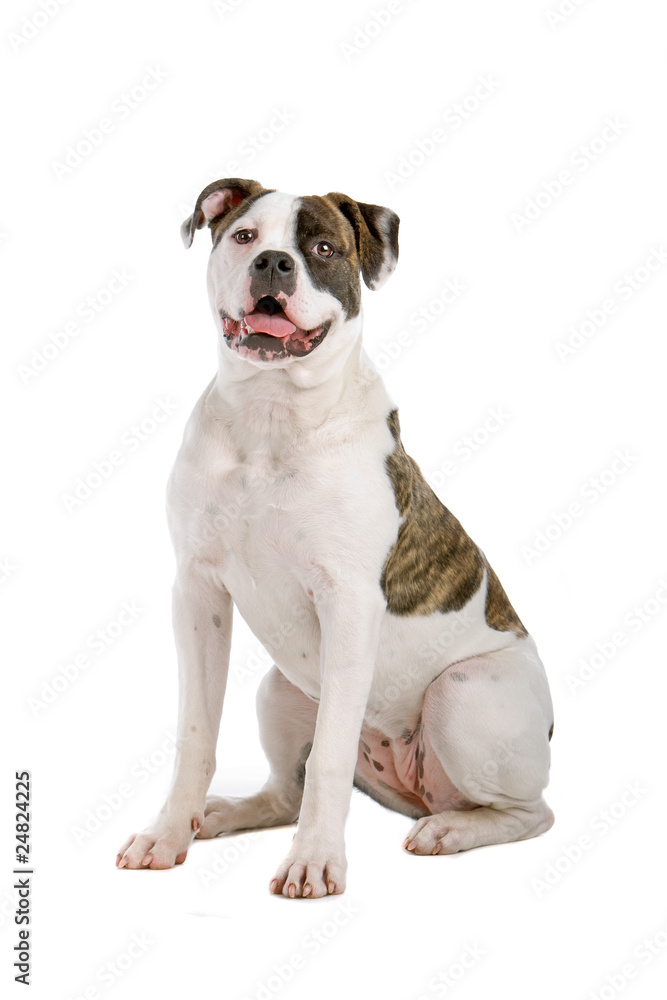American bulldog puppy (5 months) sitting, isolated on white