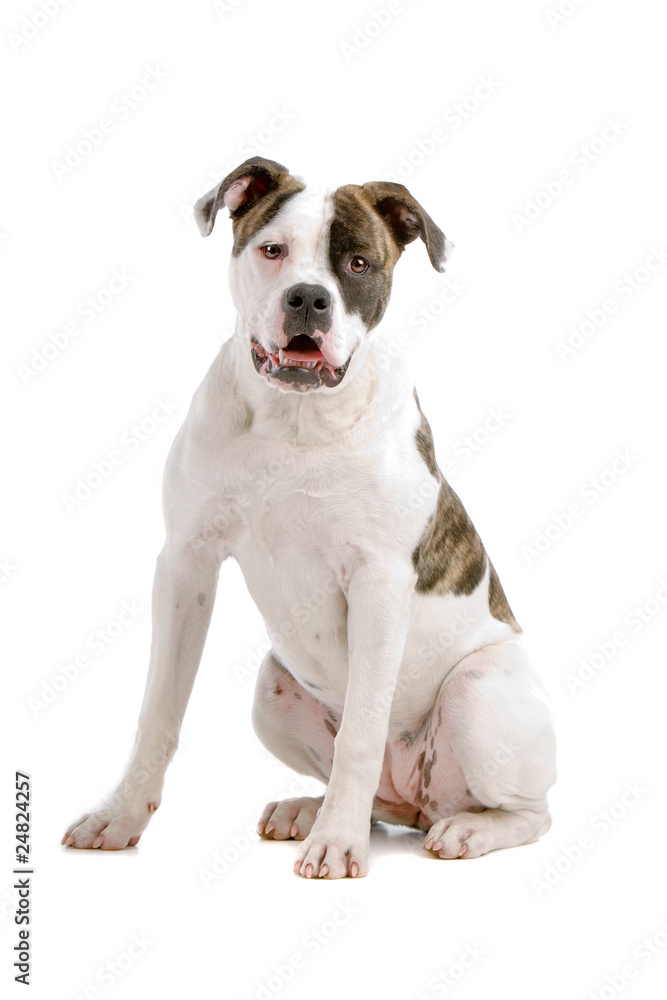 American bulldog puppy (5 months) sitting, isolated on white