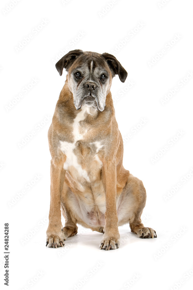 Obraz premium old gray boxer sitting, isolated on a white background