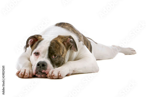 American bulldog puppy (5 months) lying, isolated on white