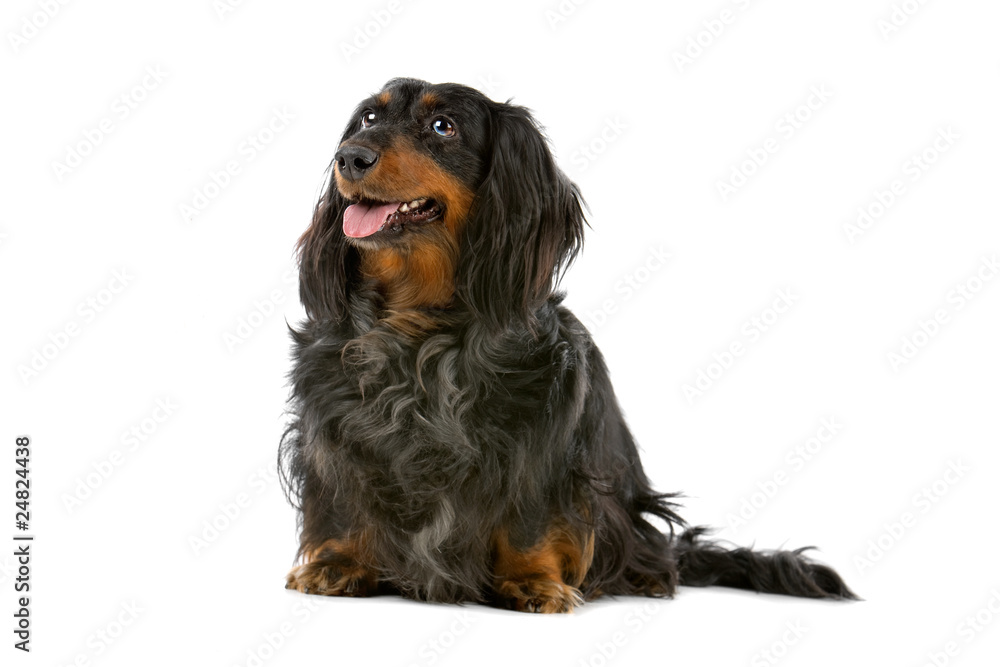 old black and tan long haired dachshund isolated on white old black and tan long haired dachshund isolated on white