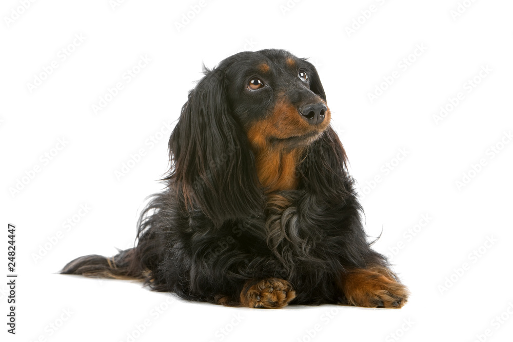 old black and tan long haired dachshund isolated on white old black and tan long haired dachshund isolated on white
