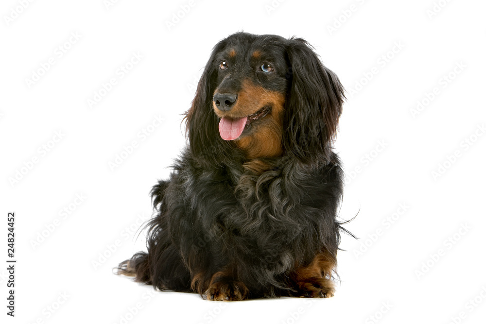 old black and tan, long haired dachshund isolated on white