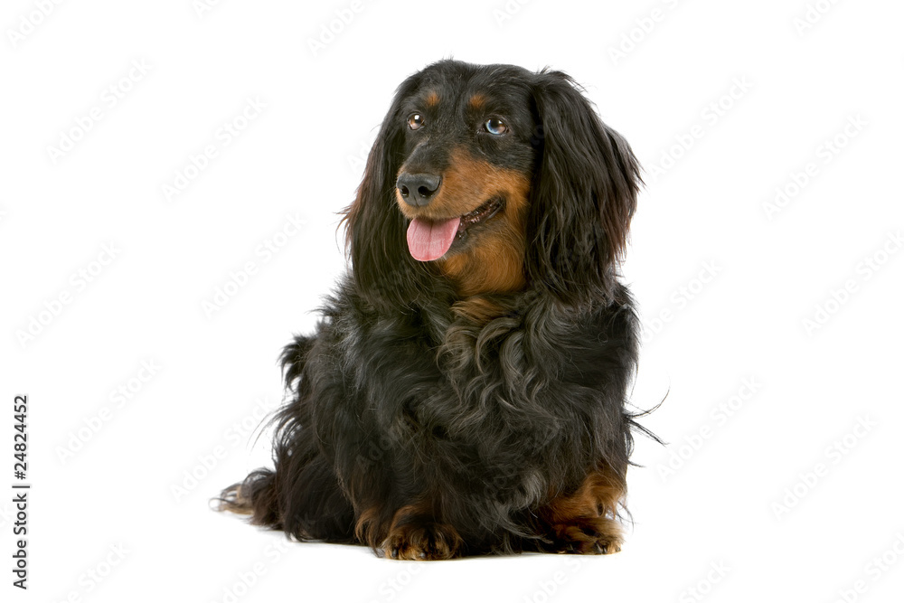 old black and tan, long haired dachshund isolated on white old black and tan, long haired dachshund isolated on white
