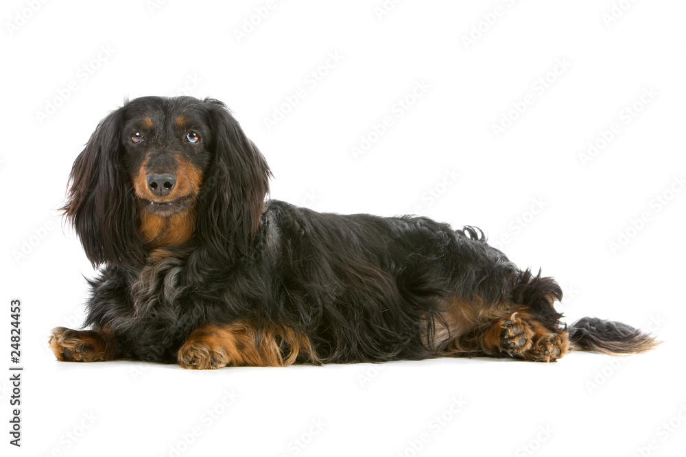 old black and tan, long haired dachshund isolated on white old black and tan, long haired dachshund isolated on white