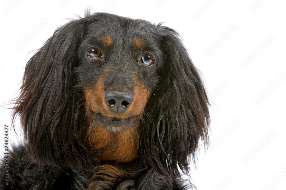 Long Haired Dachshund Black And Tan Puppy