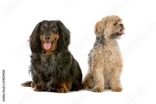 mixed breed dog and old long-haired dachshund dog