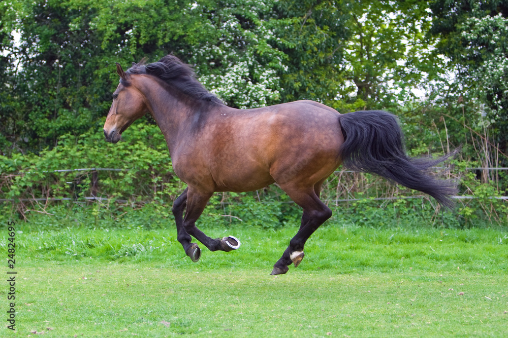 Fototapeta premium chestnut stallion running