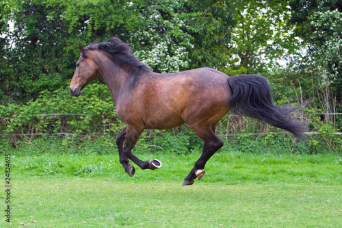 chestnut stallion running
