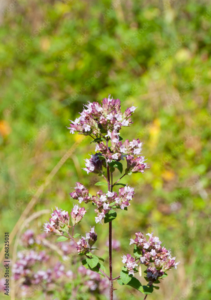 fleur sauvage Stock Photo Adobe Stock