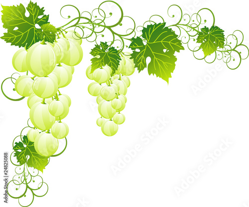 wine grapes, corner of grape berries with leaves
