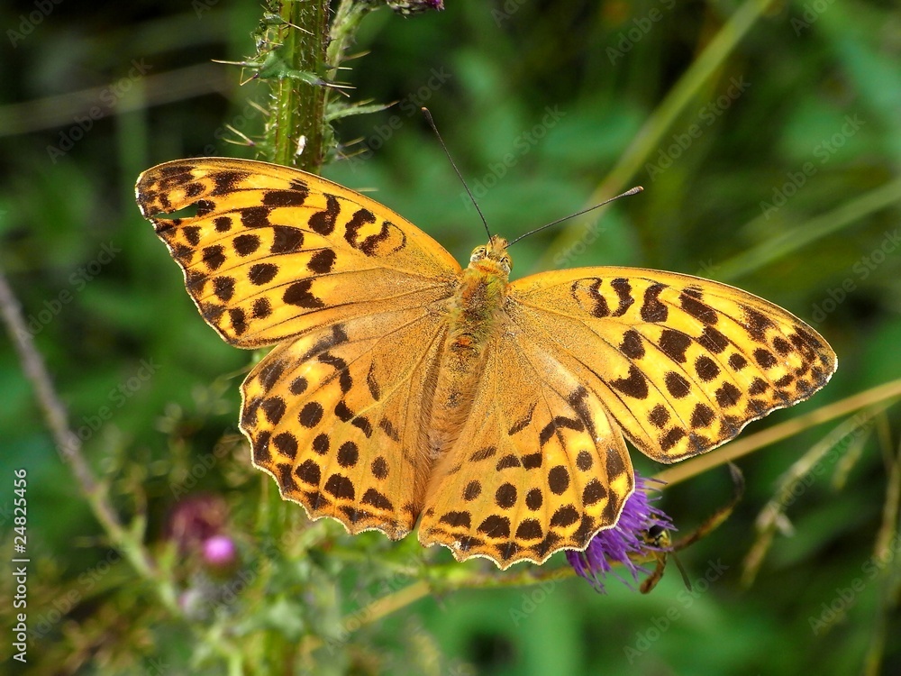Fototapeta premium Kaisermantel