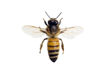 Acrylglasbilder Biene Apis Mellifera Biene Makroporträt  © peter_waters