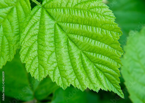 leaves of a young raspberry