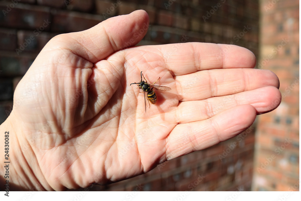 Fototapeta premium Wasp resting on the palm. Flie to freedom 2