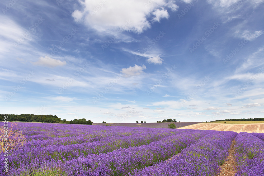 Fototapeta premium Lavender field in the Cotswolds