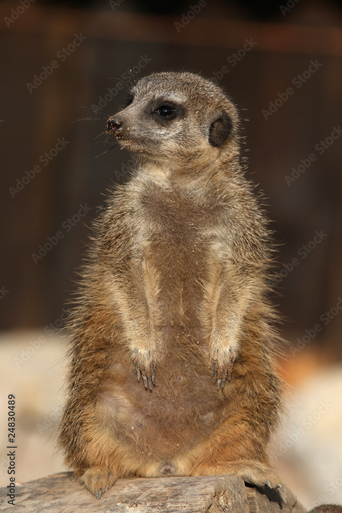 Fototapeta premium Erdmännchen