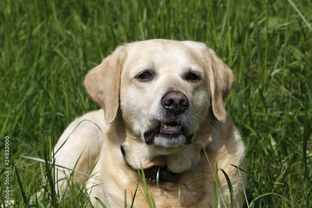 Labrador Retriever