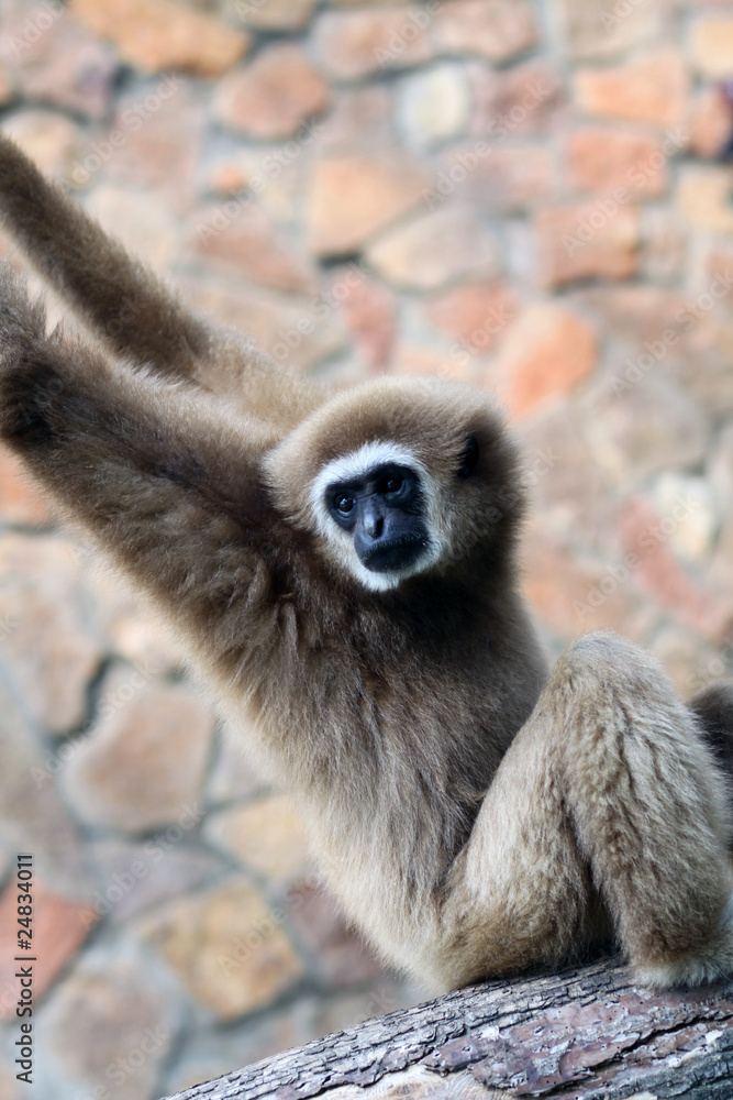 Fototapeta premium Monkey
