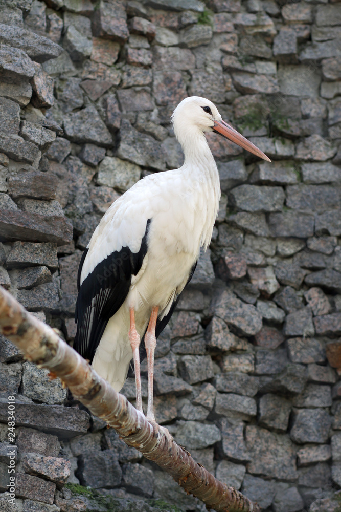 Fototapeta premium Stork