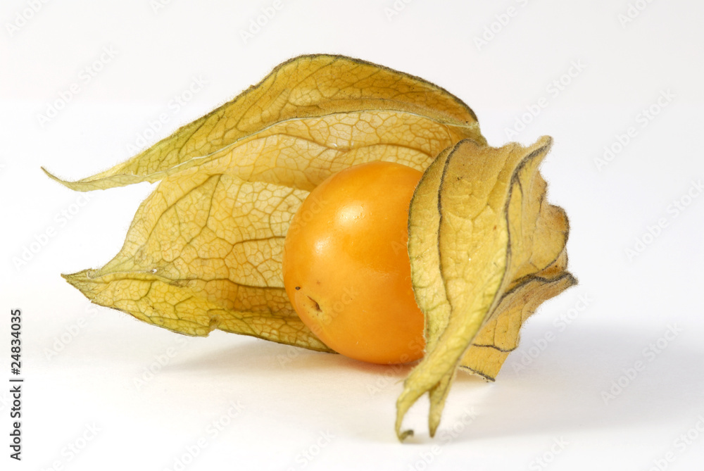 Physalis Physalis