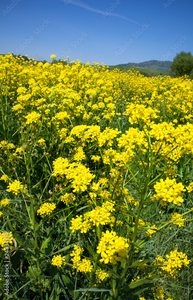 yellow flowers of rape