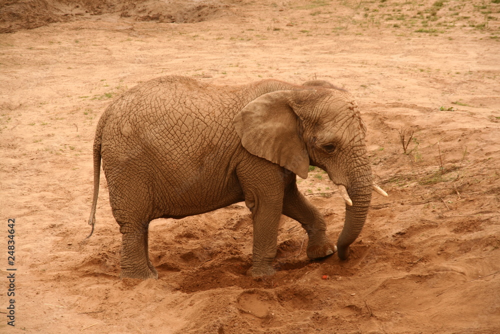 Fototapeta premium Elephant 3