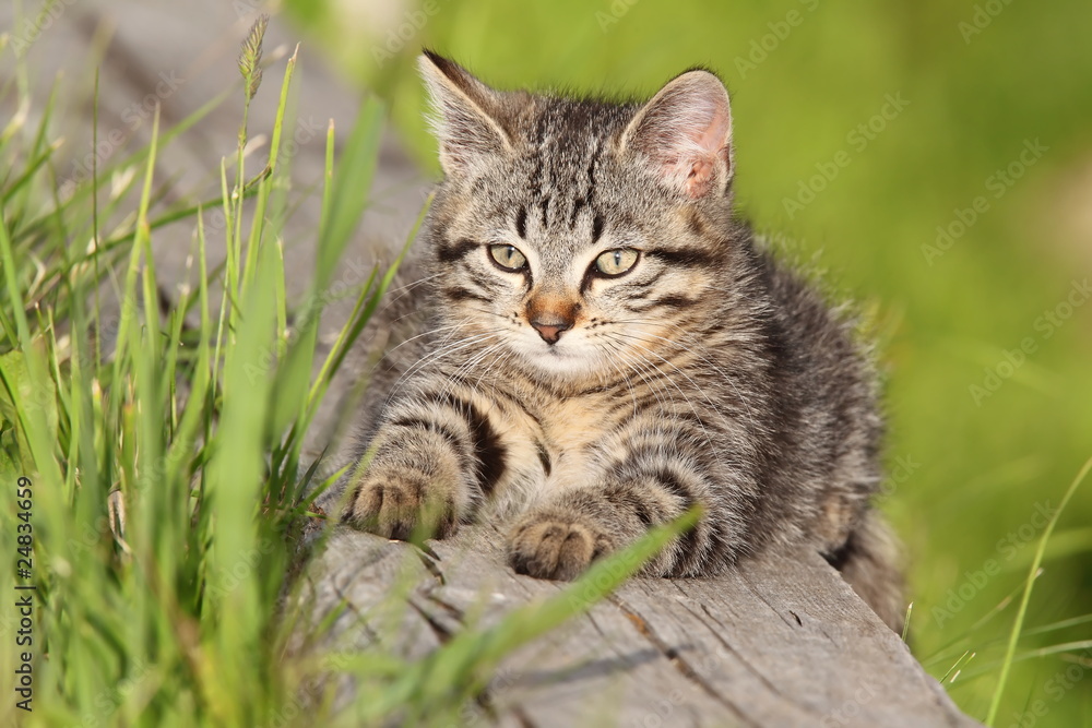 Kleine Wildkatze Kleine Wildkatze