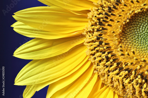 Fototapeta Naklejka Na Ścianę i Meble -  Sunflower