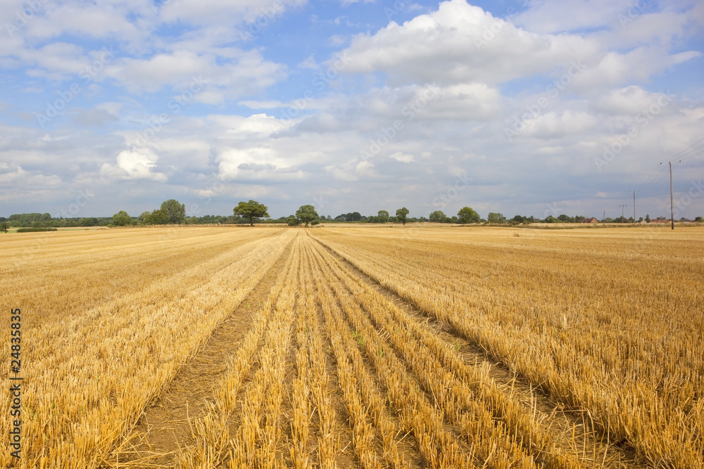 newly harvested field newly harvested field