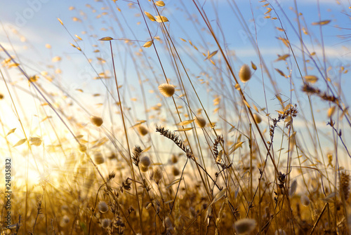 Wild Spikes