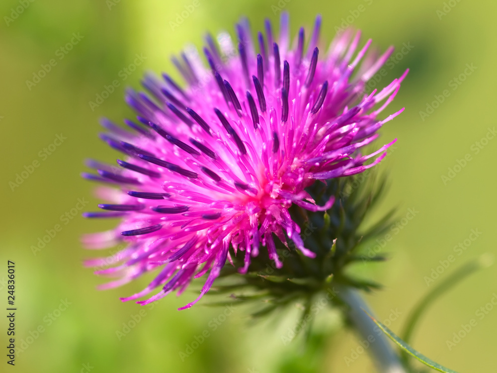 bur thorny flower. (Arctium lappa) on green background bur thorny flower. (Arctium lappa) on green background