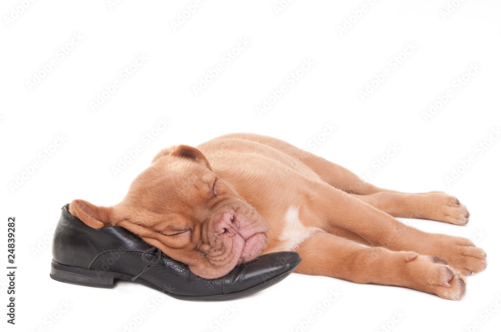 Obraz premium Sleeping puppy