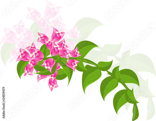 bougainvillea flowers with green leaves