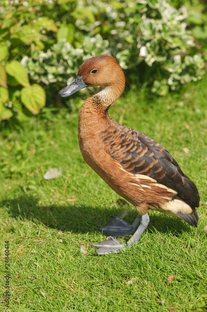 Fulvous Whistling Duck