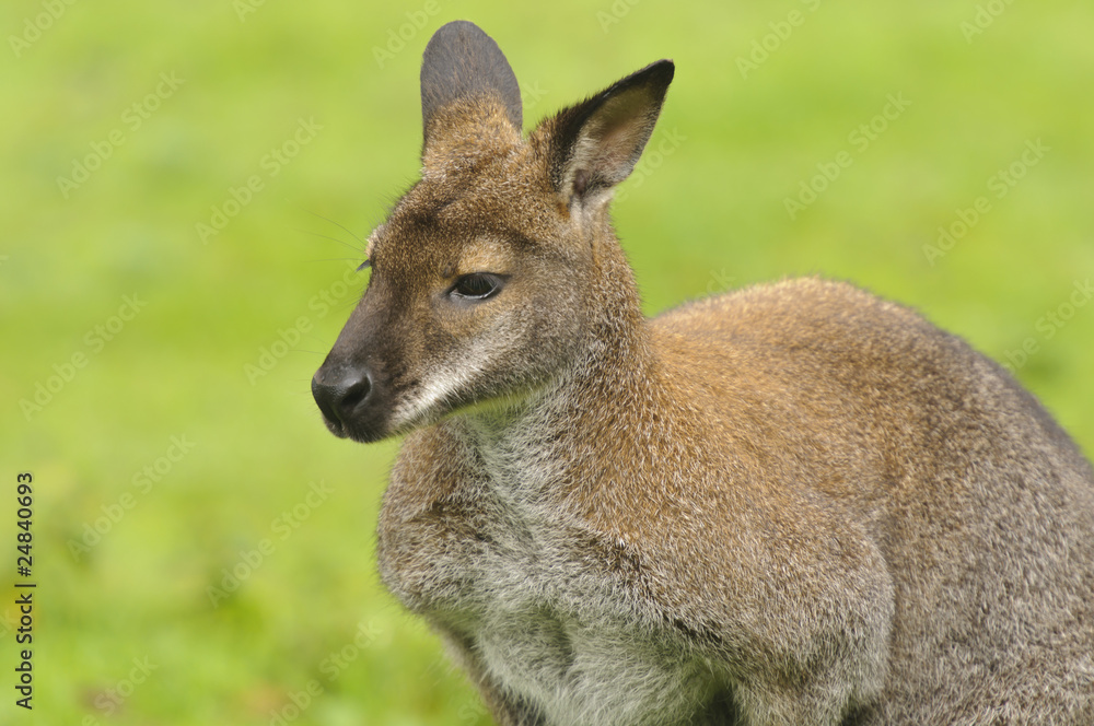 Red-necked Wallaby