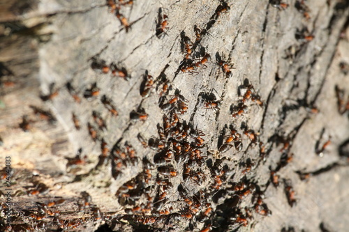 mrówki © voro