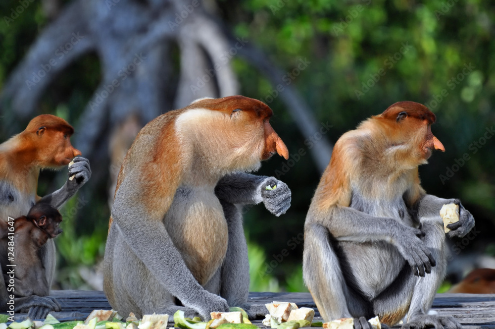 custom made wallpaper toronto digitalGroup of Proboscis Monkeys