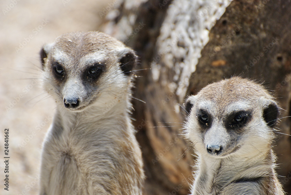 Fototapeta premium suricati allo zoo