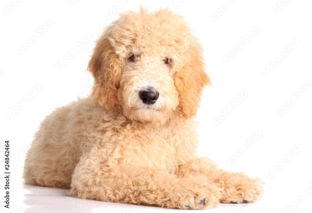 Golden doodle puppy