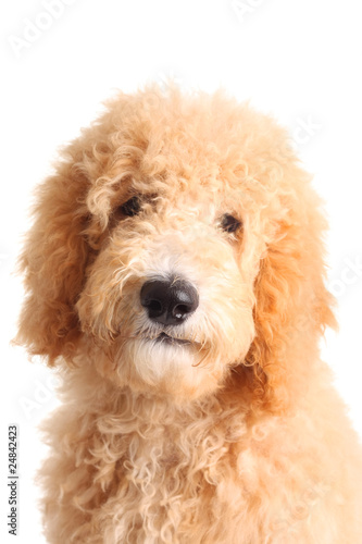 Goldendoodle puppy © Barbara Helgason