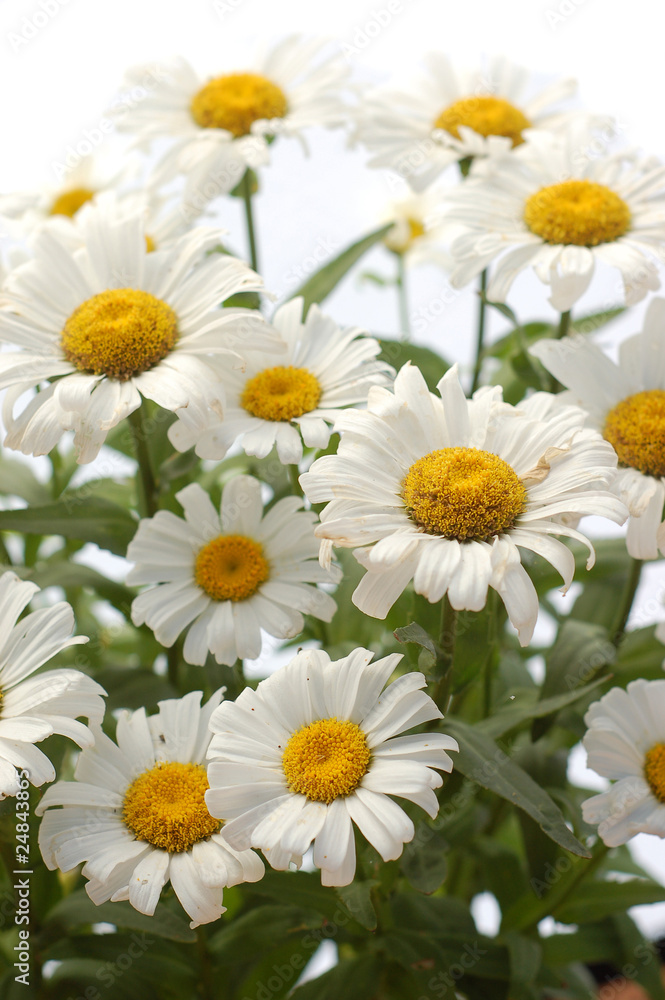 Daisies on white background