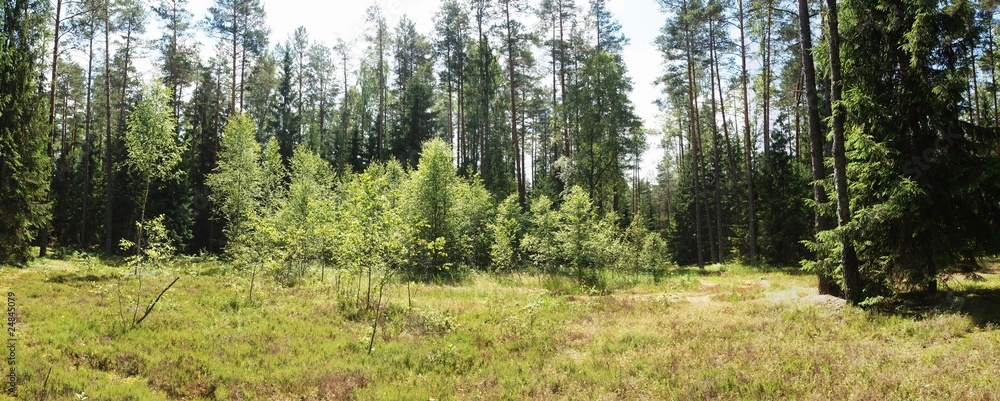 The forest