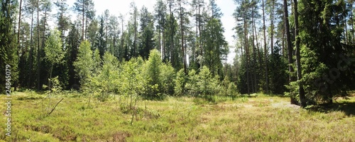 Obraz na płótnie The forest w salonie