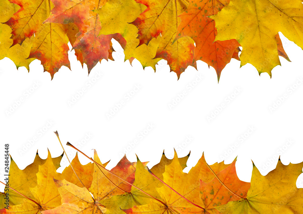 autumn maple slip autumn maple slip
